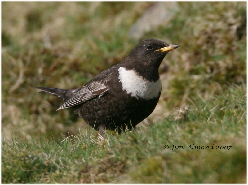 Ring Ouzel Titterstone Clee 6 4 07 img 2446